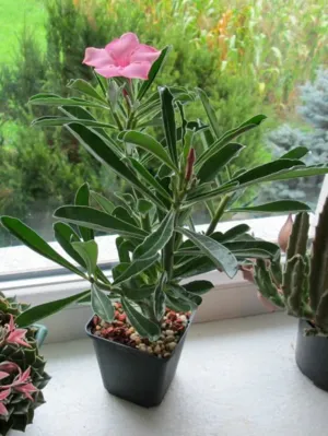 Adenium Swazicum  Desert Rose Plant ( )