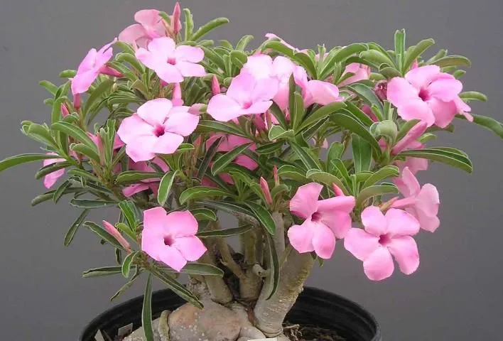 Adenium Swazicum  Desert Rose Plant ( )