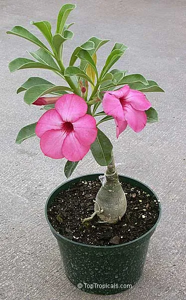 Adenium Swazicum  Desert Rose Plant ( )
