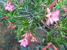 Adenium Swazicum  Desert Rose Plant ( )